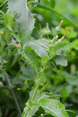 Sonchus asper
