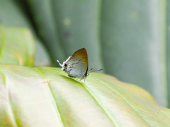 Sinthusa privata