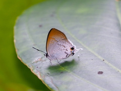 Sinthusa privata