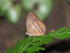 Mycalesis orseis