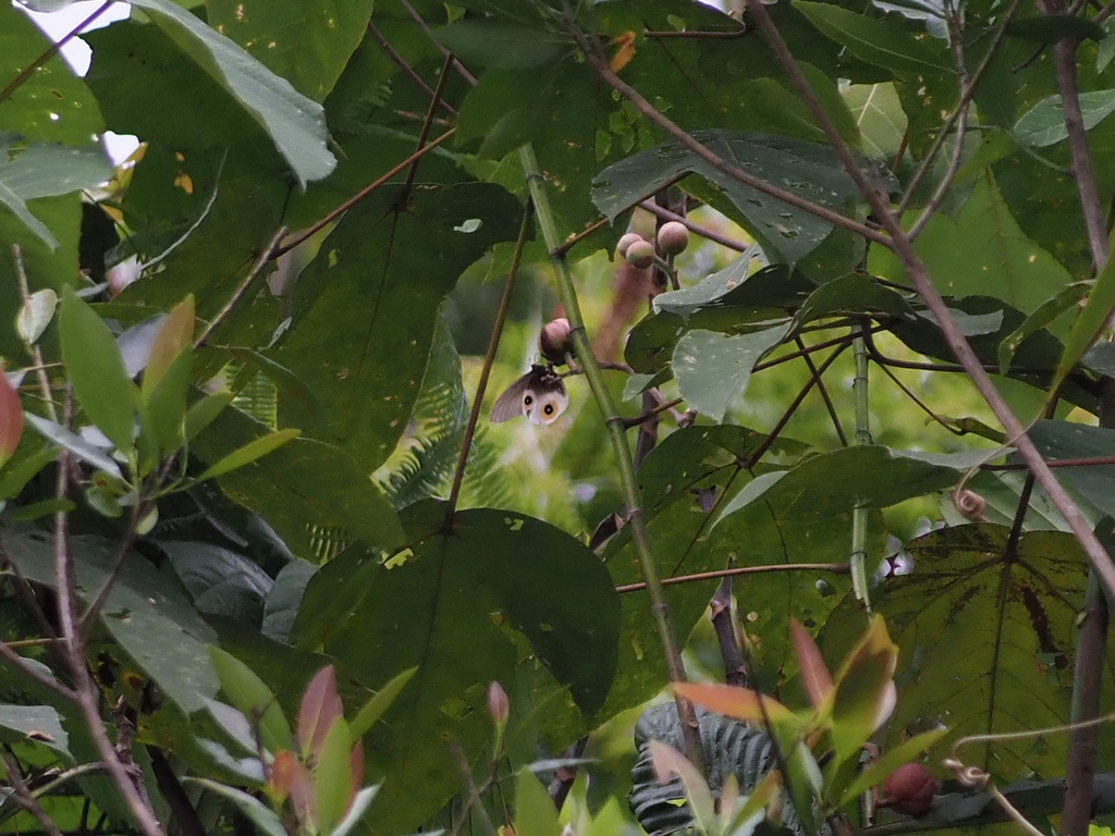 Silky Owl