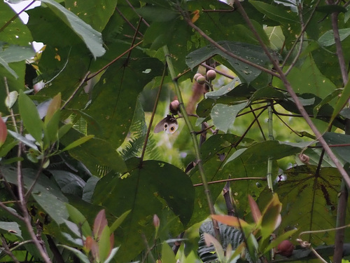 Silky Owl