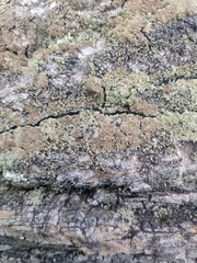 Lichenoconium pyxidatae