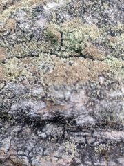 Lichenoconium pyxidatae