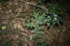 Nyssanthes diffusa