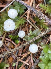 Marasmius wettsteinii