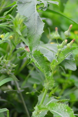 Sonchus asper