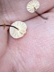 Marasmius wettsteinii