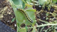 Pieris brassicae