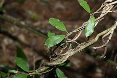 Leichhardtia flavescens