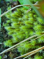 Breutelia chrysocoma