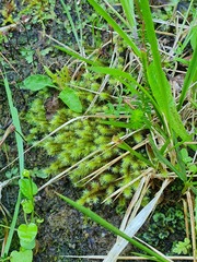 Breutelia chrysocoma