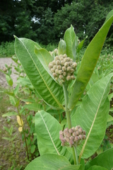 Asclepias