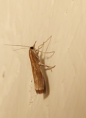 Agriphila inquinatella