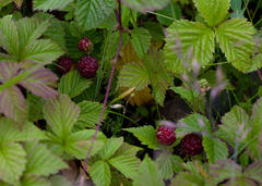 Rubus pubescens