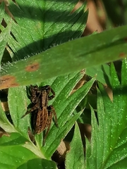 Alopecosa pulverulenta