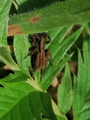 Alopecosa pulverulenta