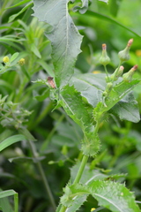 Sonchus asper