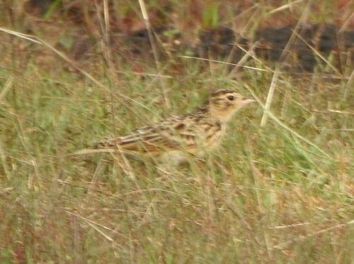 Oriental Skylark (Alauda gulgula), photo 8