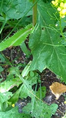Sonchus asper