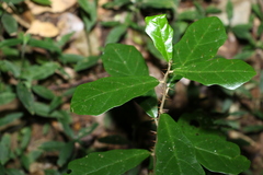 Solanum corifolium
