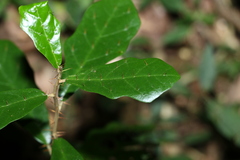 Solanum corifolium