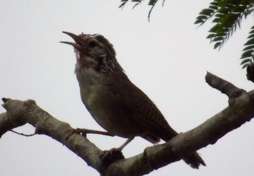 Sinaloa Wren (Thryophilus sinaloa)