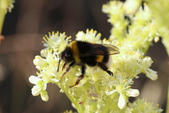 Bombus terrestris lusitanicus