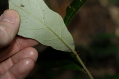 Solanum corifolium