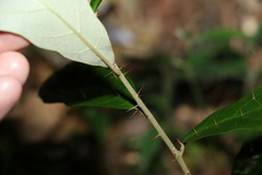 Solanum corifolium