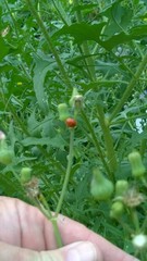 Sonchus asper