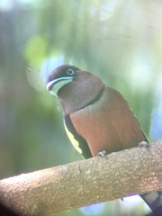 Eurylaimus javanicus