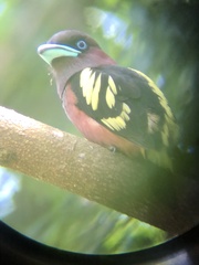 Eurylaimus javanicus