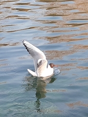 Chroicocephalus ridibundus