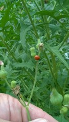 Sonchus asper