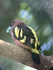 Eurylaimus javanicus