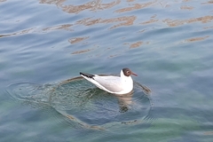 Chroicocephalus ridibundus