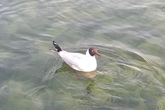 Chroicocephalus ridibundus