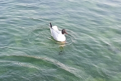 Chroicocephalus ridibundus