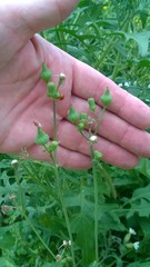 Sonchus asper