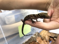 Cyrtodactylus intermedius