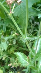 Sonchus asper