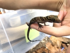 Cyrtodactylus intermedius