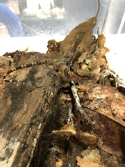 Cyrtodactylus intermedius