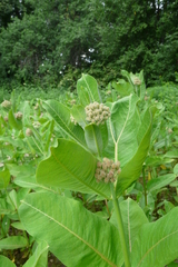 Asclepias