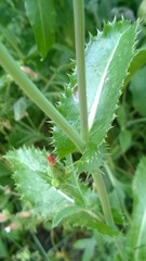 Sonchus asper