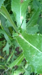 Sonchus asper