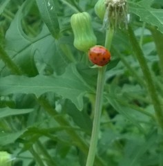 Sonchus asper