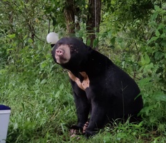Helarctos malayanus malayanus