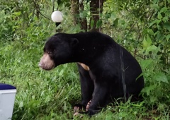 Helarctos malayanus malayanus